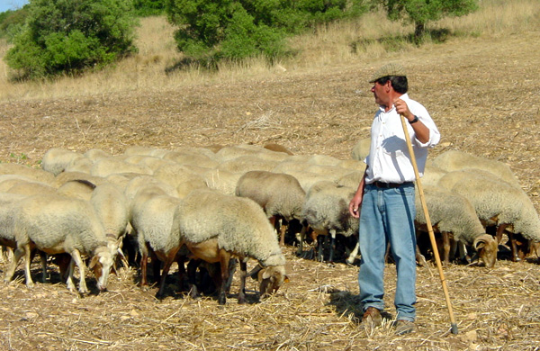 pastor e ovelhas